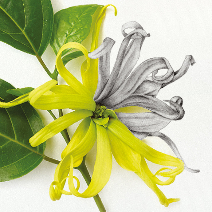 Gros plan sur le dessin à la main d'une fleur d'ylang-ylang